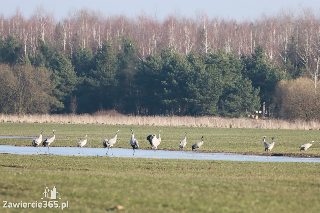 Fotorelacja - wiosna budzi naturę w Zawieriu