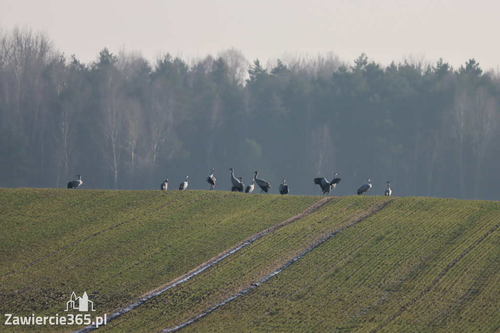 Fotorelacja - wiosna budzi naturę w Zawieriu