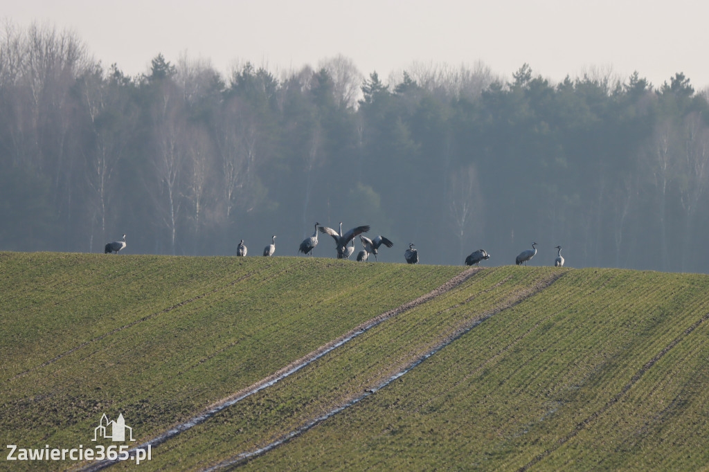 Fotorelacja - wiosna budzi naturę w Zawieriu