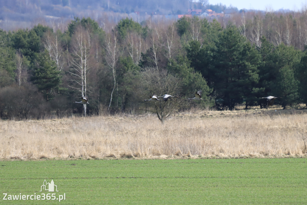 Fotorelacja - wiosna budzi naturę w Zawieriu