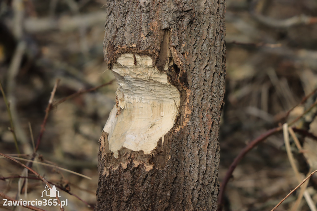 Fotorelacja - wiosna budzi naturę w Zawieriu