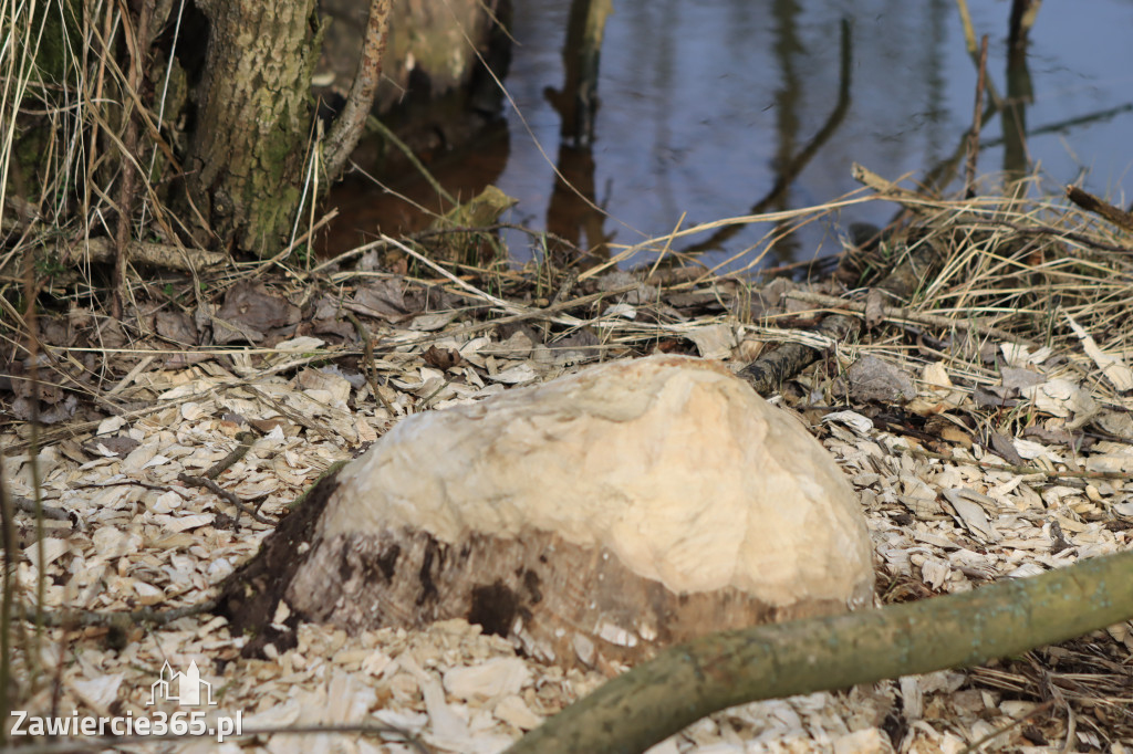 Fotorelacja - wiosna budzi naturę w Zawieriu