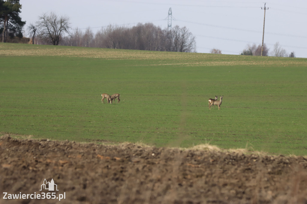 Fotorelacja - wiosna budzi naturę w Zawieriu