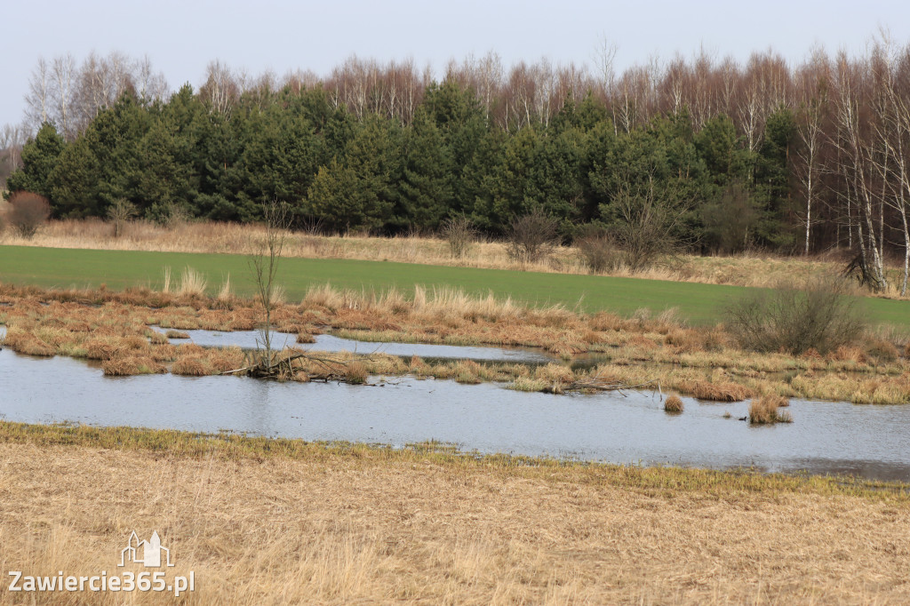 Fotorelacja - wiosna budzi naturę w Zawieriu