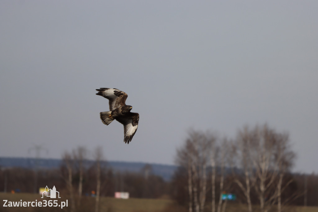 Fotorelacja - wiosna budzi naturę w Zawieriu