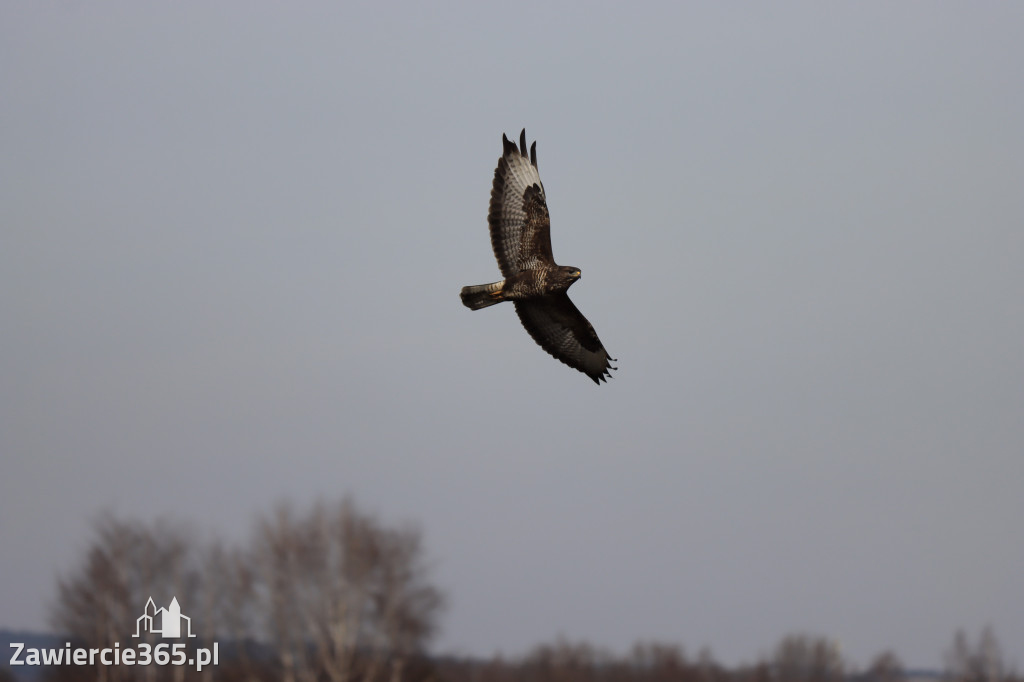 Fotorelacja - wiosna budzi naturę w Zawieriu