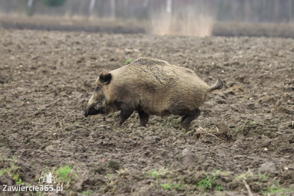 Wielkanoc w Zawierciańskim Plenerze!