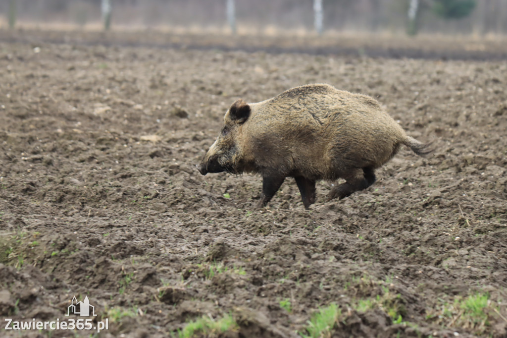 Wielkanoc w Zawierciańskim Plenerze!