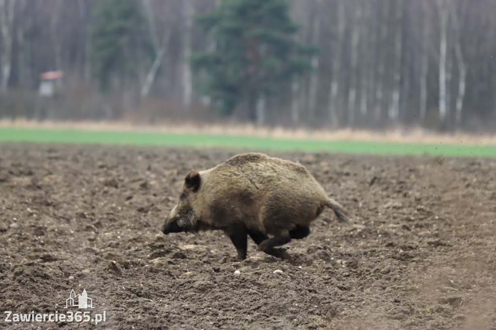 Wielkanoc w Zawierciańskim Plenerze!