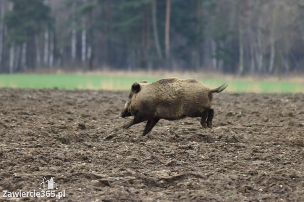 Wielkanoc w Zawierciańskim Plenerze!