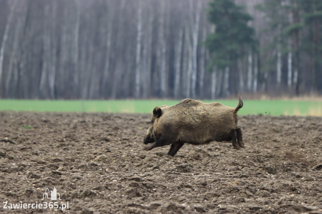 Wielkanoc w Zawierciańskim Plenerze!