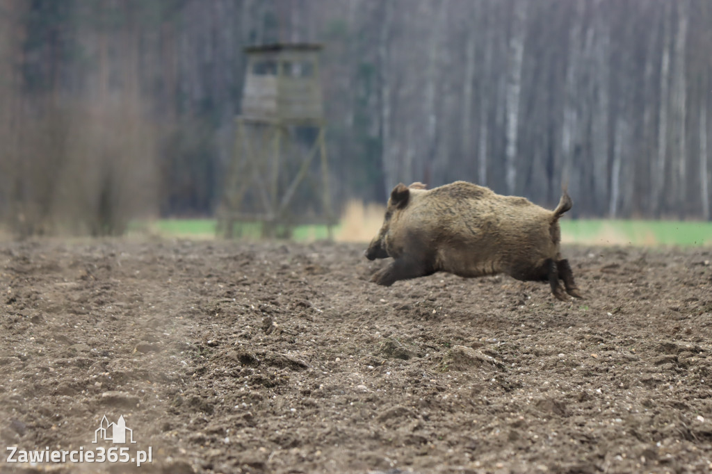 Wielkanoc w Zawierciańskim Plenerze!