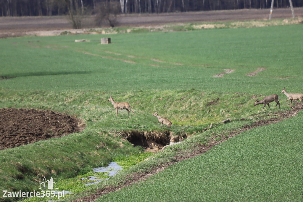 Wielkanoc w Zawierciańskim Plenerze!