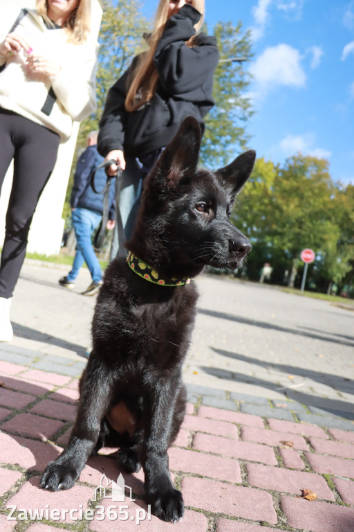 Fotorelacja: Parada Psów w Zawierciu.