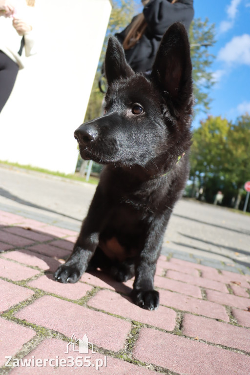 Fotorelacja: Parada Psów w Zawierciu.