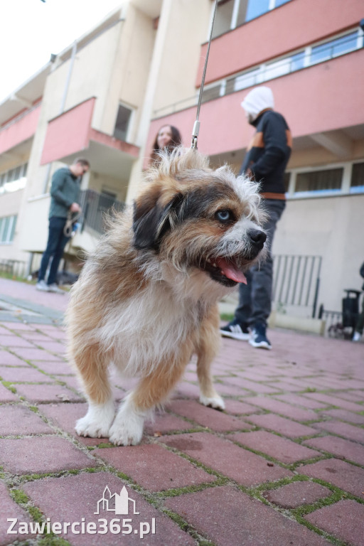 Fotorelacja: Parada Psów w Zawierciu.