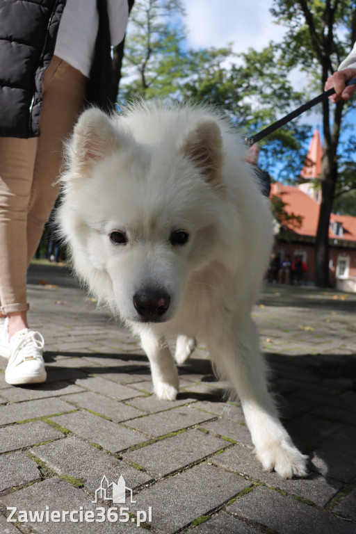 Fotorelacja: Parada Psów w Zawierciu.