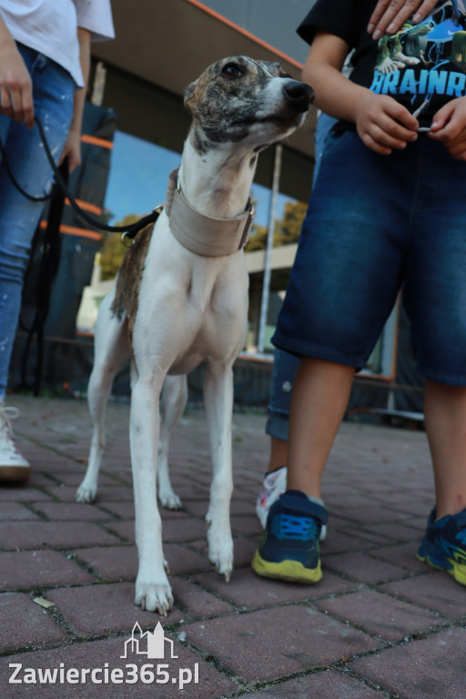 Fotorelacja: Parada psów w Zawierciu