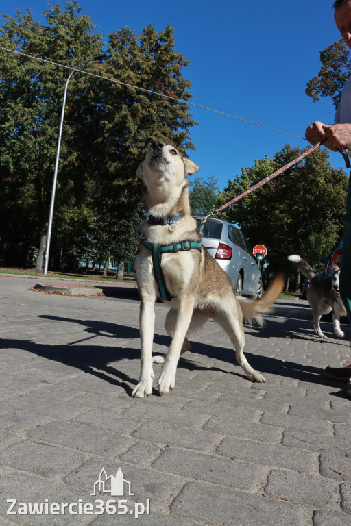 Fotorelacja: Parada psów w Zawierciu