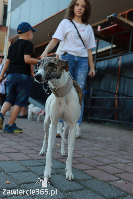 Fotorelacja: Parada psów w Zawierciu