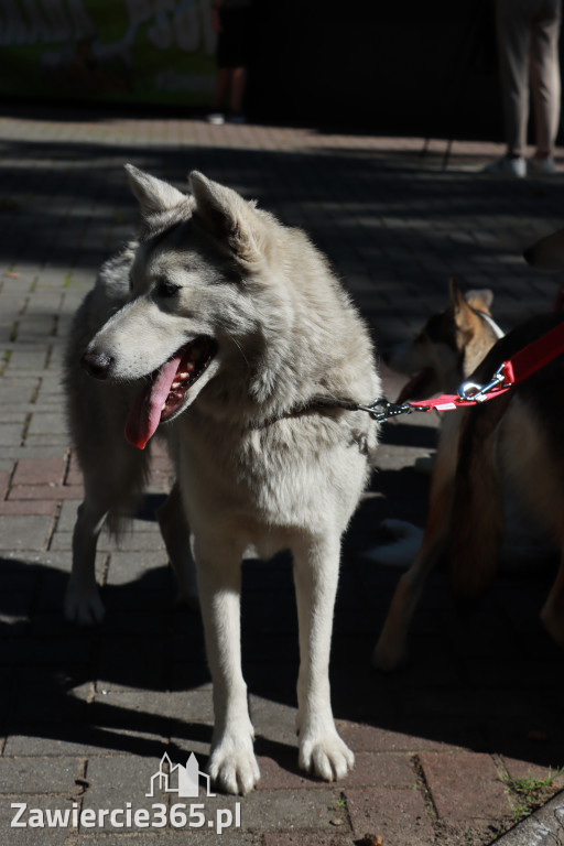 Fotorelacja: Parada psów w Zawierciu