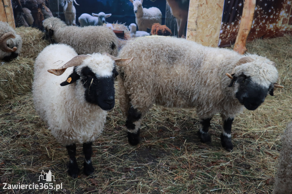 Fotorelacja II: Zawierciańska Wigilia Miejska