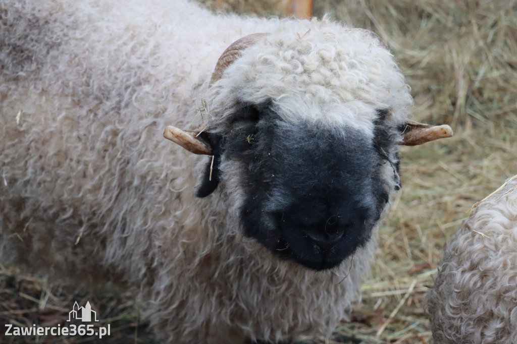 Fotorelacja II: Zawierciańska Wigilia Miejska