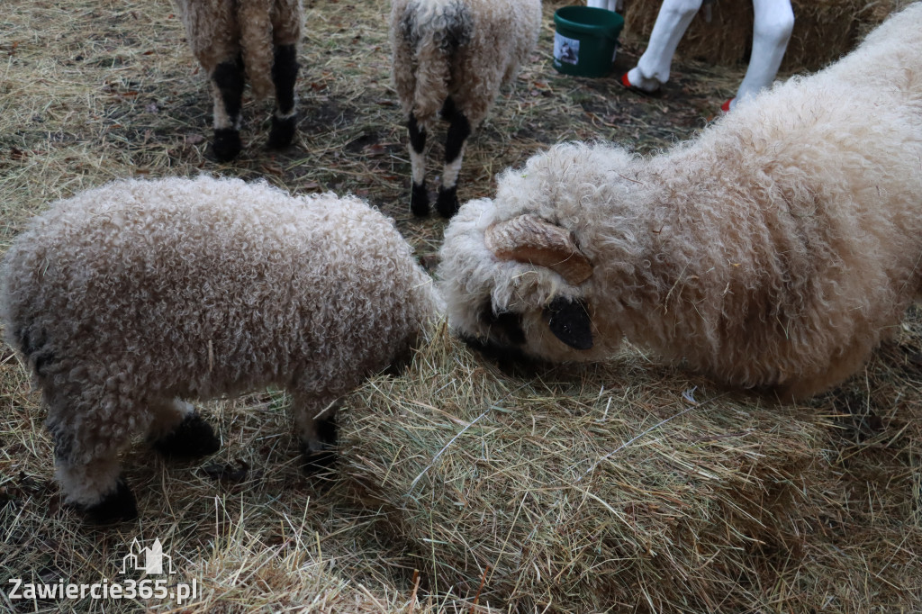 Fotorelacja II: Zawierciańska Wigilia Miejska