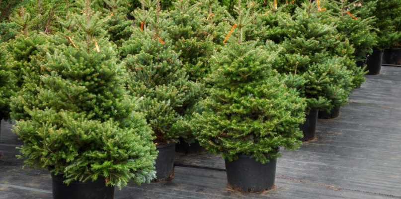 Przedłuż żywotność choinki w mieszkaniu