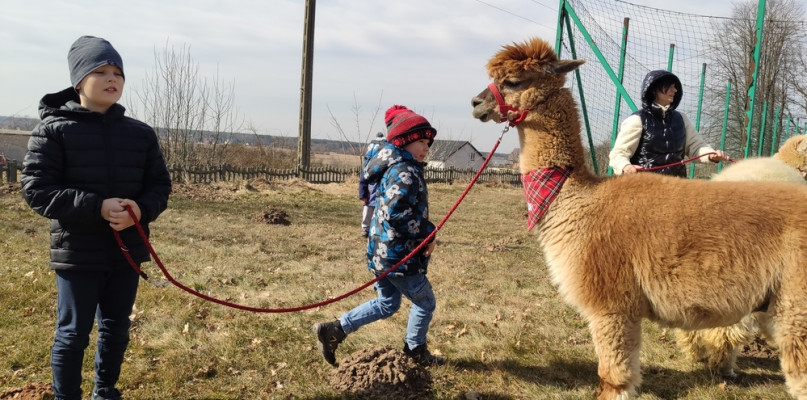 Alpaki z wizytą u przedszkolaków w Cynkowie