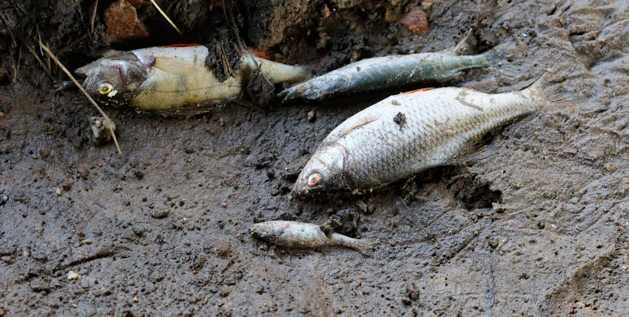 Śląskie: w Dzierżnie Dużym wykryto złotą algę; wyłowiono 3,5 t śniętych ryb