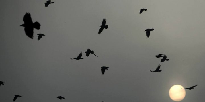 Naukowcy zwracają uwagę na problem ptaków, które giną w sylwestrową noc-14861