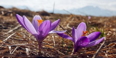 W Tatrach rozpoczął się sezon kwitnienia krokusów-29736