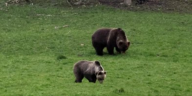 Wiosną turyści w Bieszczadach powinni uważać na niedźwiedzie-31331