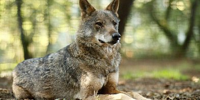 Ekspertki: deklaracje rządu ws. utrzymania ścisłej ochrony wilka w Polsce to za ma-51185