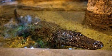Płock: 95 lat kończy aligatorzyca Marta, najstarsze zwierzę w ogrodach zoologiczny-51770