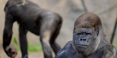 Warszawa: do zoo z Niderlandów przyjechały dwie samice goryla-52334