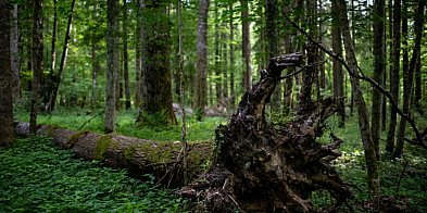 Badanie: większość Polaków ocenia, że w Puszczy Białowieskiej nie powinno się pozy-53862