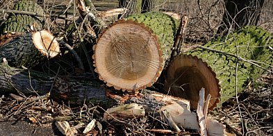 Botanik: strach przed przyrodą sprawia, że ją niszczymy; szybko tracimy bioróżnoro-54397