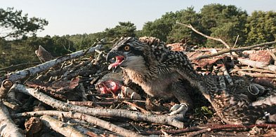 W tym sezonie lęgowym w woj. lubuskim na świat przyszło 15 rybołowów-56739
