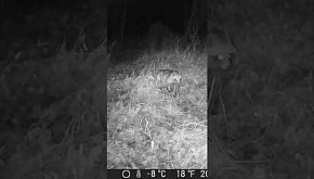 Jenot okiem jurajskiej fotopułapki...