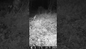 Zając okiem jurajskiej fotopułapki...