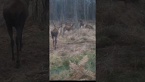 Byk z łaniami - okiem jurajskiej...