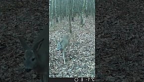 Sarna - okiem jurajskiej fotopułapki