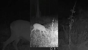 Kozioł nad potokiem - okiem...