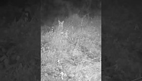 Lis - okiem jurajskiej fotopułapki