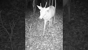 Szpicak - okiem jurajskiej fotopułapki