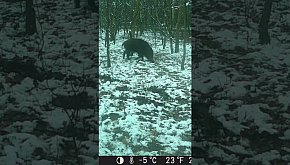 Dzik - okiem jurajskiej fotopułapki