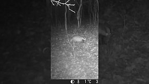 Borsuk - okiem jurajskiej fotopułapki