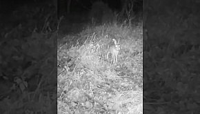 Zając - okiem jurajskiej fotopułapki